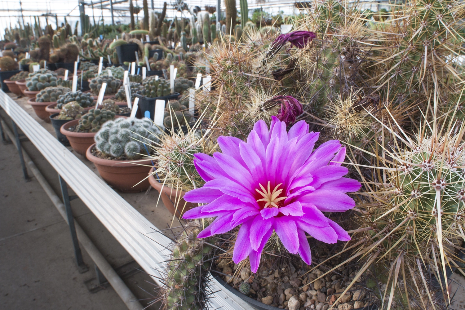 A botanic garden nursery behind the scenes