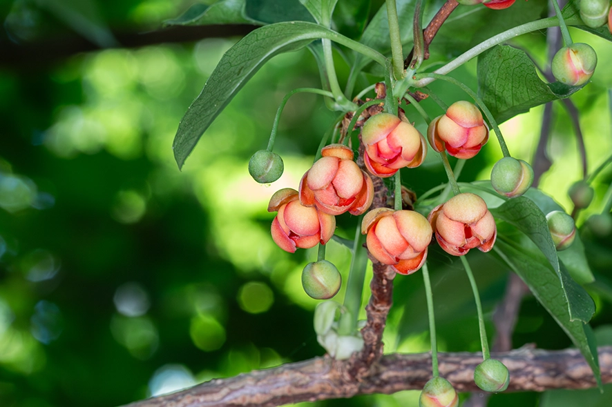 Schisandra grandiflora