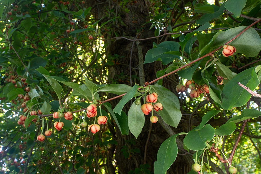 Schisandra grandiflora