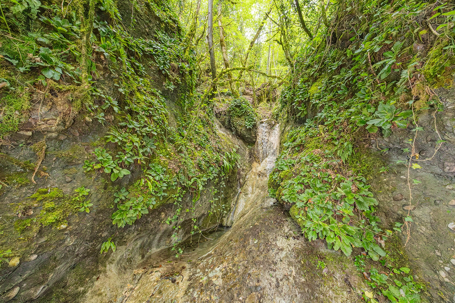 Shaded limestone wall habitat of Ramonda myconi next to a stream.