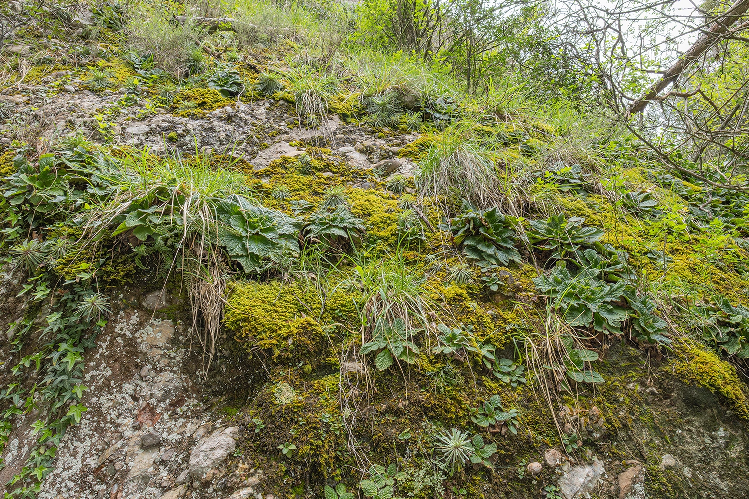 Semi-exposed limestone wall habitat of Ramonda myconi.