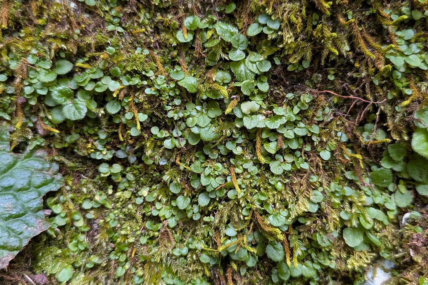 Young Ramonda myconi plants establishing on a limestone wall.