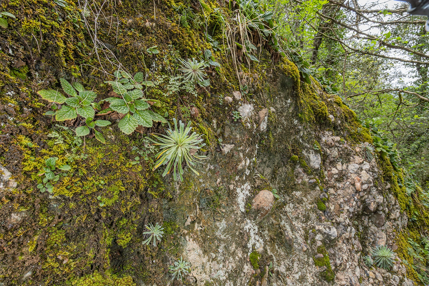 Ramonda myconi sharing habitat with Saxifraga longifolia.