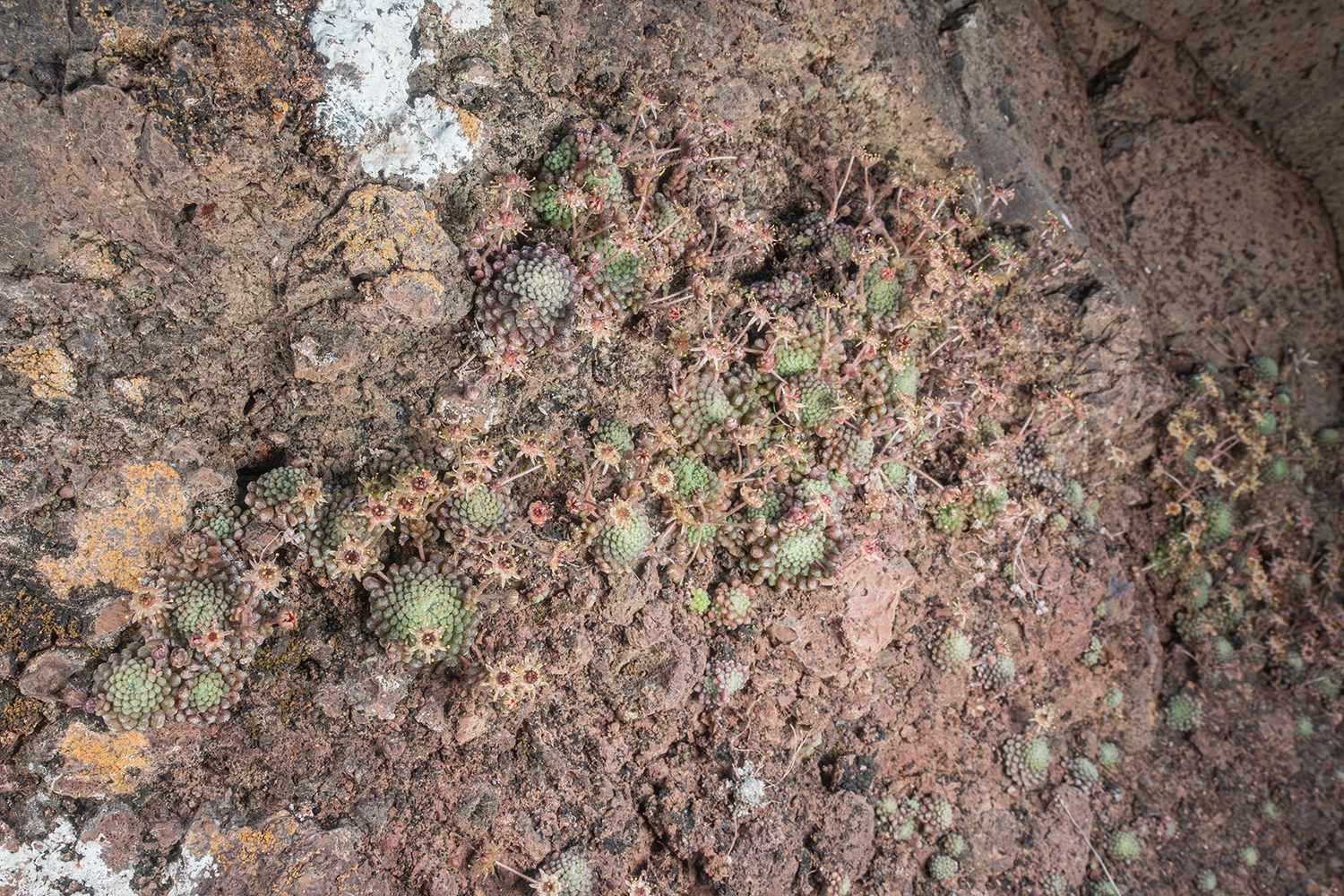 Monanthes pallens