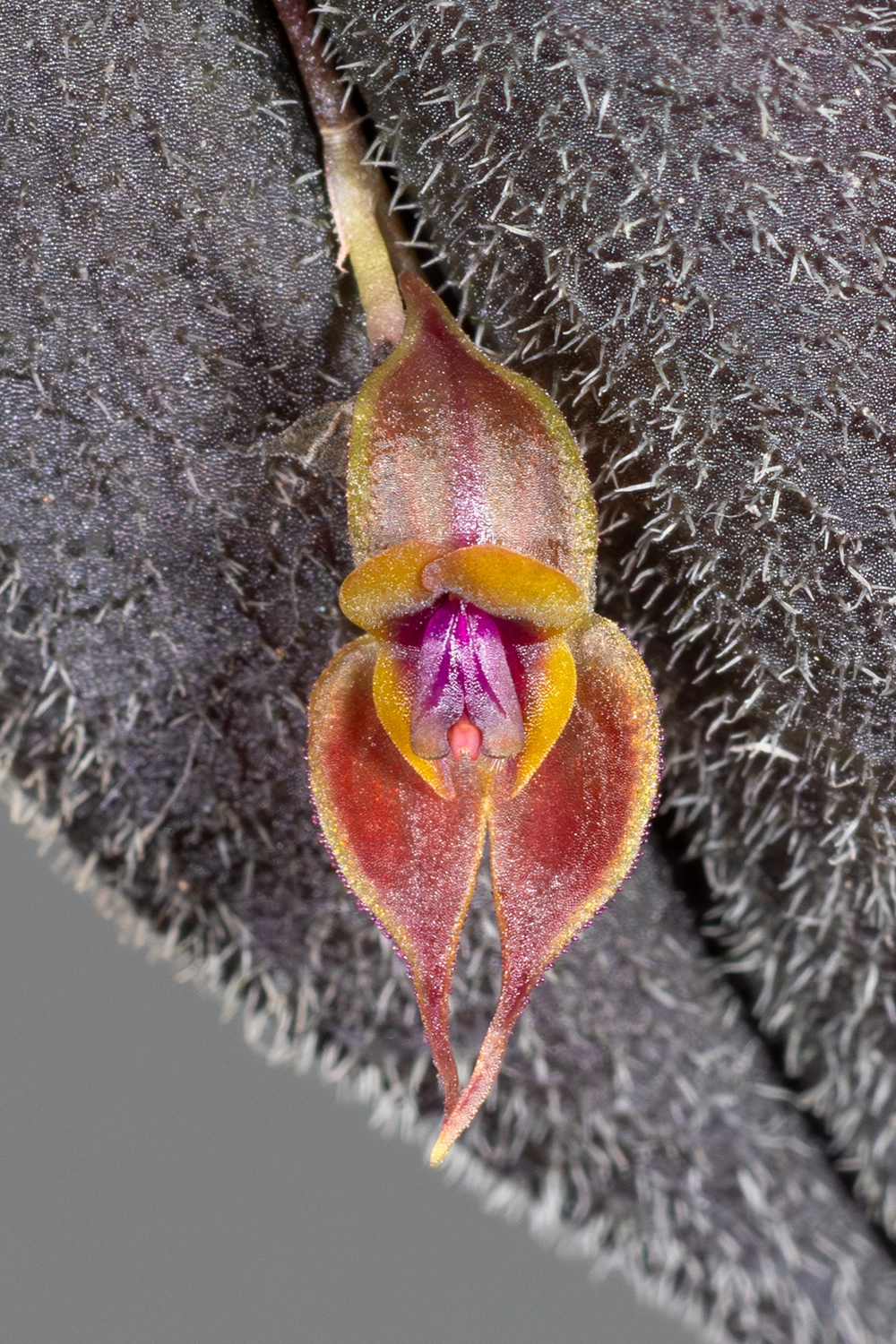 Lepanthes gargoyla